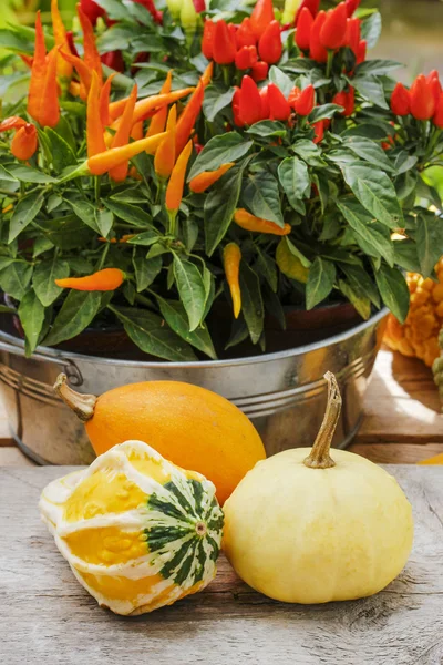 Colorful pumpkins and peppers on wooden table in the garden — Stock Photo, Image