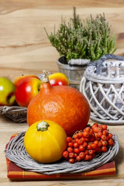 Small and big colorful pumpkins on checkered table cloth — Stock Photo, Image