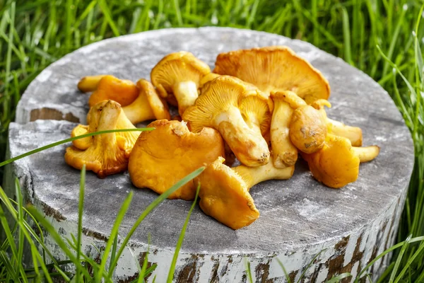 Cantharellus cibarius, широко відомий як у лисички — стокове фото