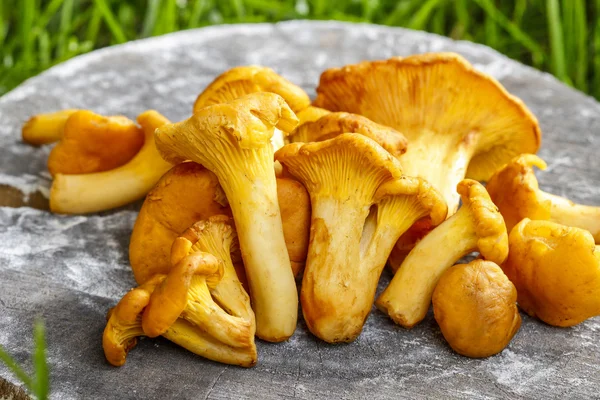 Cantharellus cibarius, commonly known as the chanterelle — Stock Photo, Image