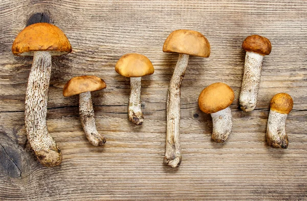 Cogumelos no fundo de madeira — Fotografia de Stock