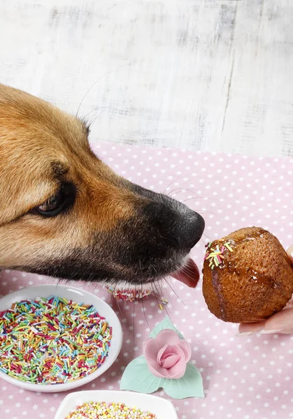 Happy dog licking a muffin — Stock Photo, Image