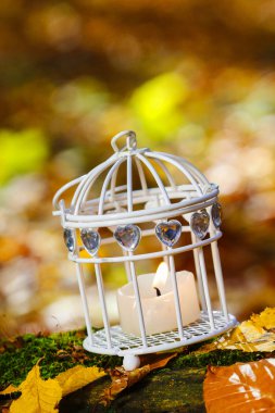 sonbahar ormandaki güzel kuş kafesi