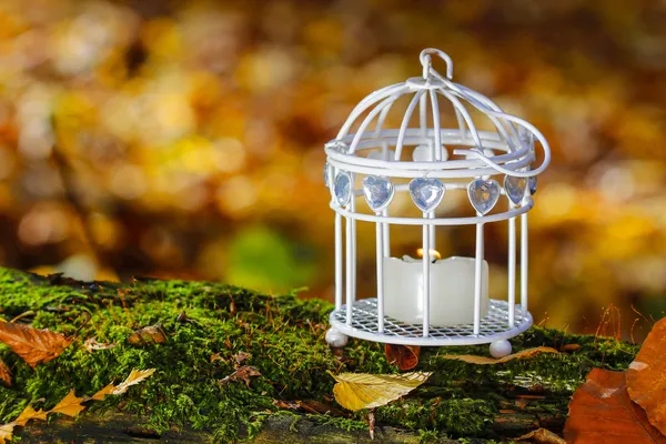 Krásný ptačí klec v podzimním lese — Stock fotografie