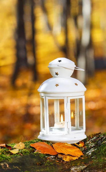 Beautiful lantern in autumn forest — Stock Photo, Image
