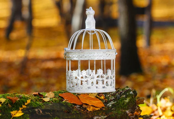 Beautiful bird cage in autumn forest — Stock Photo, Image