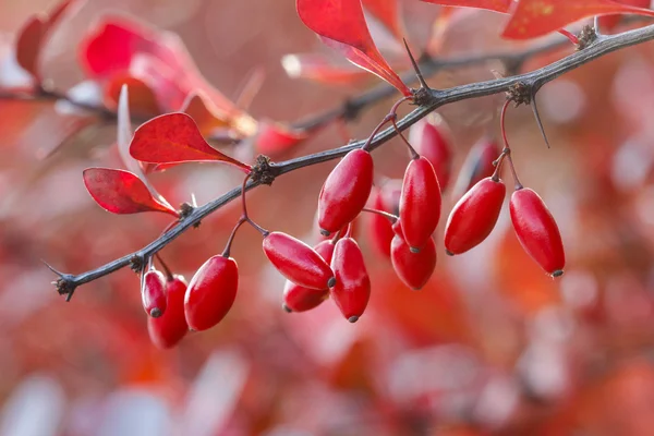 Berberis větev. velmi selektivní zaměření — Stock fotografie