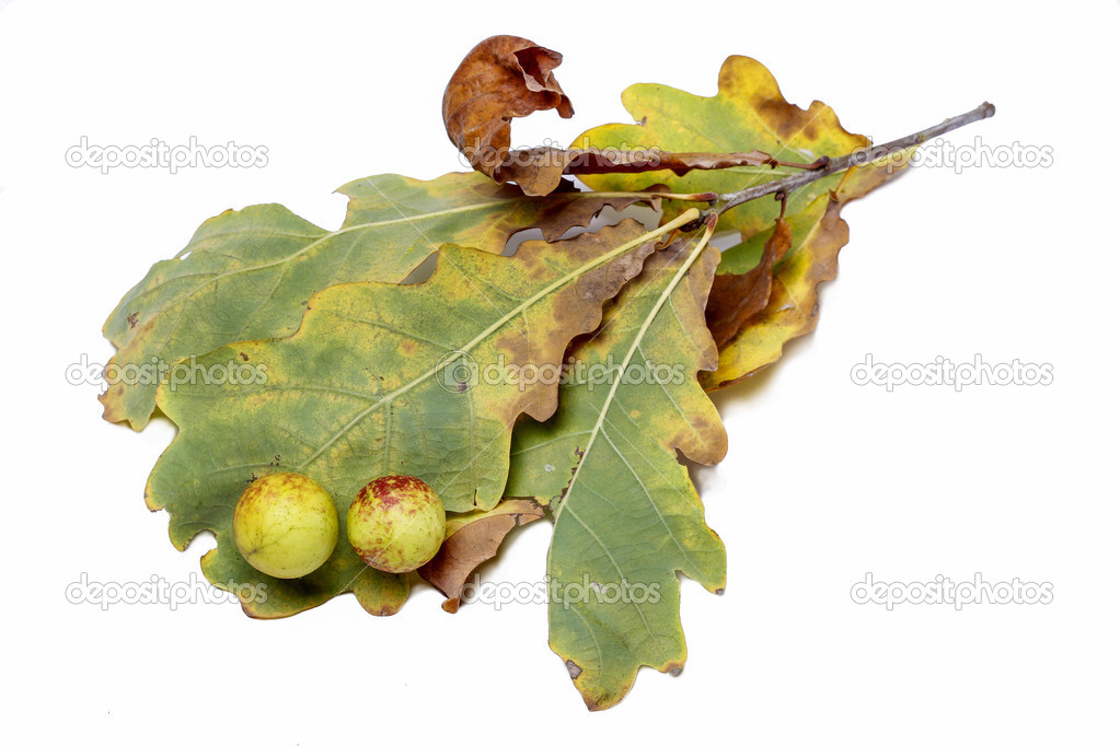 Oak apples on an oak tree. Parasite on plant.