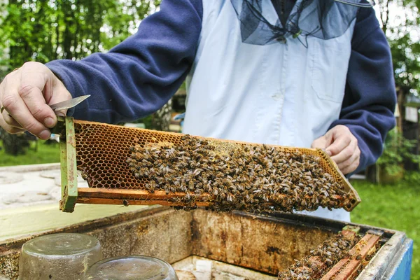 Apicultor en el trabajo. Las abejas en la colmena en el jardín de verano exuberante . — Foto de Stock