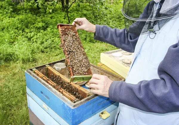 Pszczelarz w pracy. pszczoły w ulu w bujnym ogrodzie. — Zdjęcie stockowe