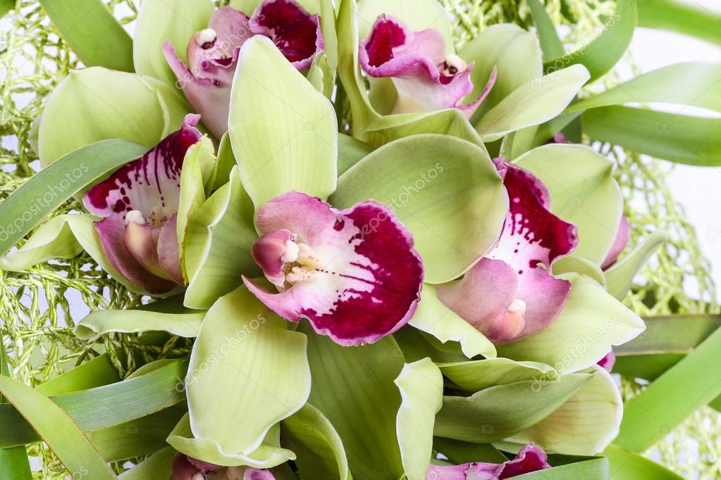 緑の蘭の花の花束 セレクティブ フォーカス ストック写真 C Agneskantaruk