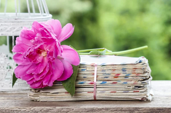 Single pink peony flower on stack of letters. Copy space — Stock Photo, Image