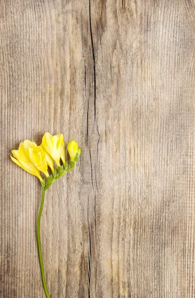 Flor de freesia amarilla sobre fondo de madera. Copiar espacio —  Fotos de Stock