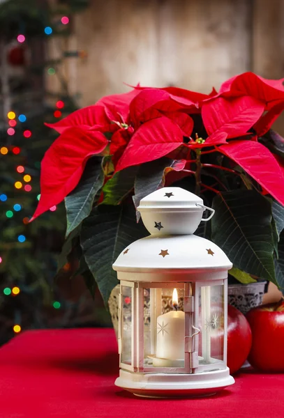 Bella lanterna bianca sotto il fiore rosso di poinsettia. Natale! — Foto Stock