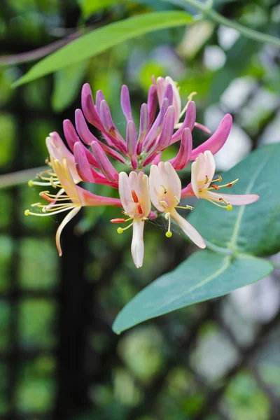 Honeysuckles (Lonicera Caprifolium) — Stock fotografie