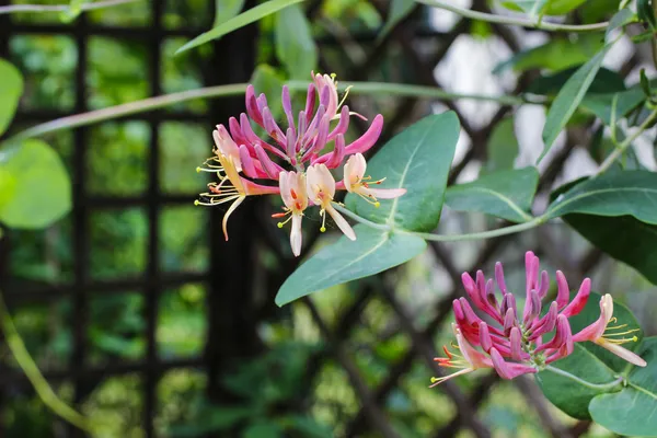 Honeysuckles (Lonicera Caprifolium) — Stock Photo, Image