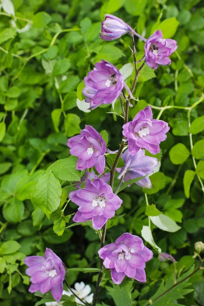 Fiori viola delfinio in giardino — Foto Stock