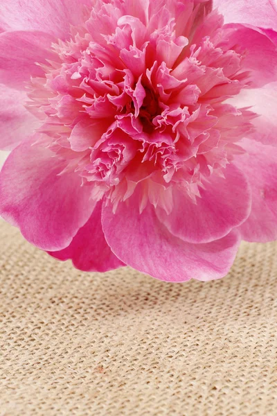 Splendide peonie rosa su sfondo rustico marrone in legno . — Foto Stock