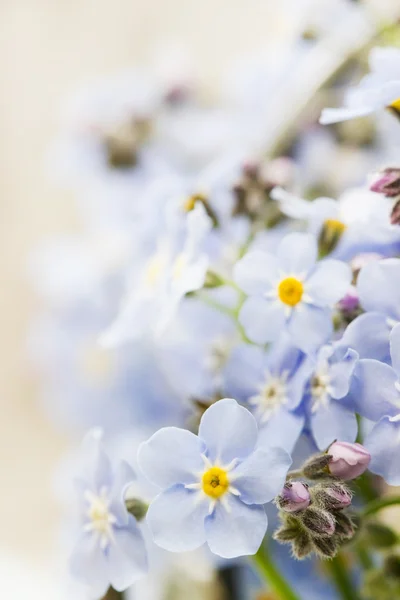 Strauß von Vergissmeinnicht-Blumen — Stockfoto