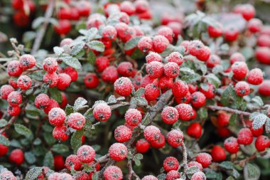 Frost altında kırmızı meyveler (dağ muşmulası horizontalis). 