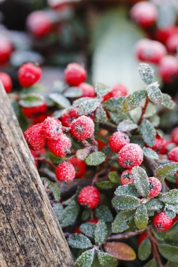 Red berries (cotoneaster horizontalis) under frost.  clipart