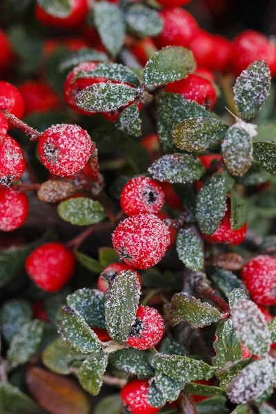 Red berries (cotoneaster horizontalis) under frost. — Stock Photo, Image