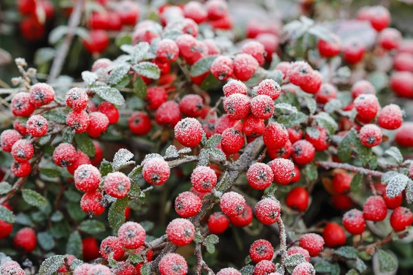 Frost altında kırmızı meyveler (dağ muşmulası horizontalis). — Stok fotoğraf