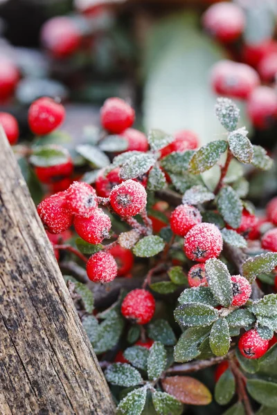 Piros bogyós gyümölcsök (cotoneaster horizontalis) alatt fagy. — Stock Fotó