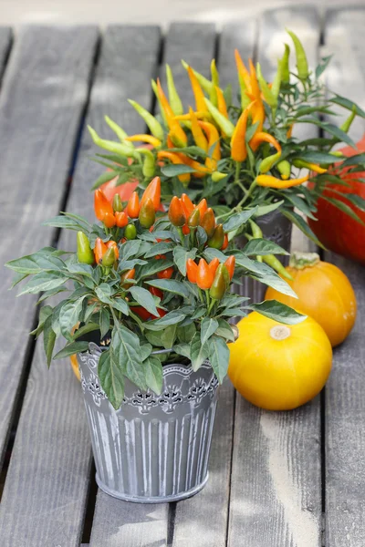 Peppers and pumpkins on wooden bench. Beautiful autumn setting i — Stock Photo, Image