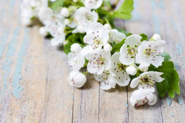 Alıç, thornapple ahşap masa üzerinde yaygın olarak adlandırılan Crataegus