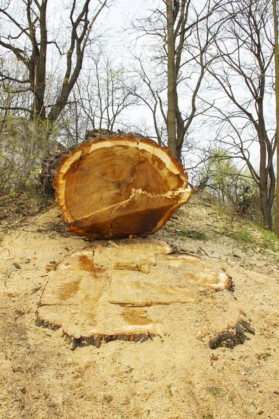 Abbattimento degli alberi — Foto Stock