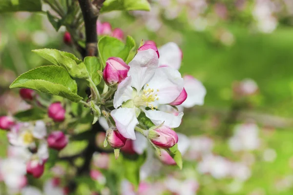 Rama floreciente de manzana en huerto de primavera — Foto de Stock