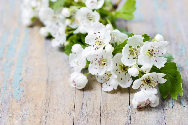 Crataegus comumente chamado espinheiro, espinheiro na mesa de madeira — Fotografia de Stock