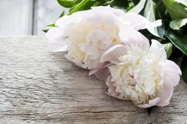 Prachtige pioenrozen in witte rieten mand op rustieke houten tabel i — Stockfoto