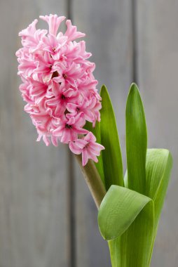 Ahşap arka plan üzerinde pembe sümbül çiçek