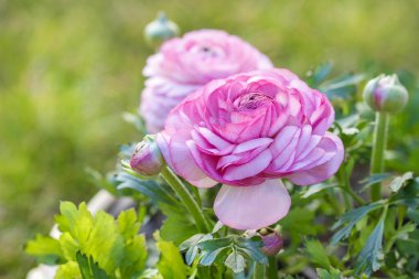 pembe Farsça düğün çiçeği çiçek (Düğünçiçeği asiaticus)