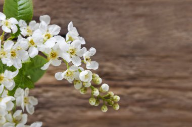 Kuş kiraz ahşap arka plan üzerinde. Finlandiya ve İsveç'te