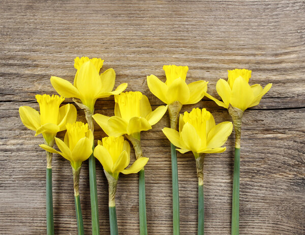 Yellow daffodils on wooden background