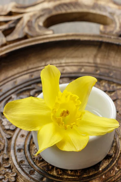 Single daffodil flower in white ceramic pot on wooden table — Stock Photo, Image