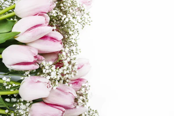 Красивые розовые и белые тюльпаны изолированы на белом фоне. Со — стоковое фото