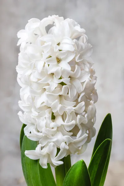 Schöne weiße Hyazinthenblüte auf hölzernem Hintergrund. — Stockfoto