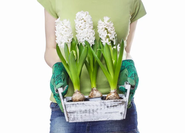 Young woman holding wooden box with hyacinth flowers isolated on — Stock Photo, Image