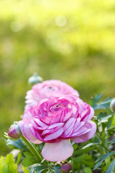 ピンクのペルシャ キンポウゲの花 （ラナンキュラス asiaticus) — Stock fotografie