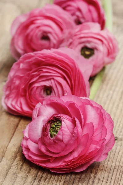 Roze Perzisch buttercup bloem (Boterbloem) op houten achtergrond. — Stockfoto
