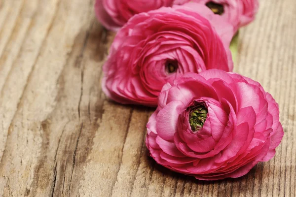 Fleur de renoncule persane rose (ranunculus) sur fond bois . — Photo