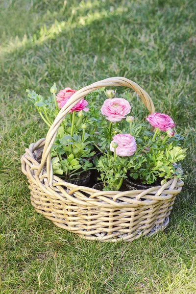 Wicker basket of pink persian buttercup flowers. — Stock Photo, Image