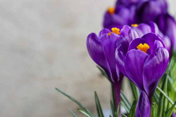 Bellissimi crochi viola su sfondo grigio. Copia spazio — Foto Stock