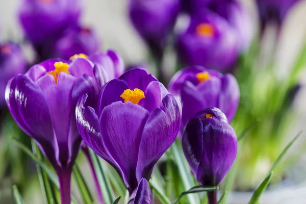 Schöne violette Krokusse auf grauem Hintergrund. Kopierraum — Stockfoto