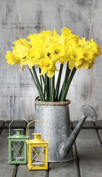 Beautiful yellow daffodils in silver watering can and small iron — Stock Photo, Image