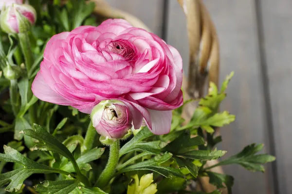 ピンクのペルシャ キンポウゲの花の枝編み細工品バスケット. — ストック写真